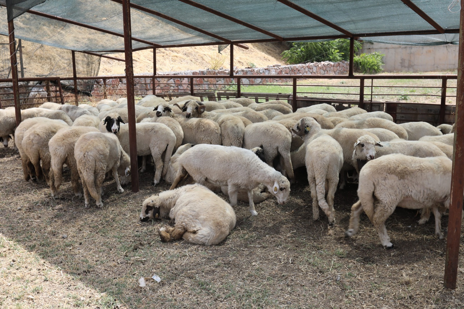 WhatsApp Image 2025-11-06 at 10.46.24(1)